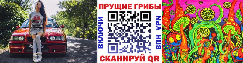 Купить где  Порхов  Псилоцибиновые грибы мицелий 